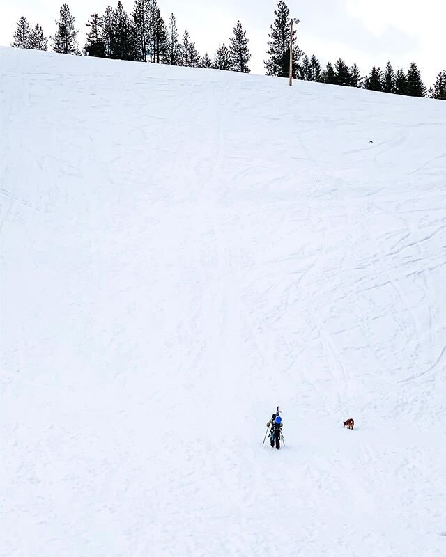No lifts? No problem. Scout got after it &amp; earned her turns today like a total badass. Then she asked to listen to Vampire Weekend in the car.